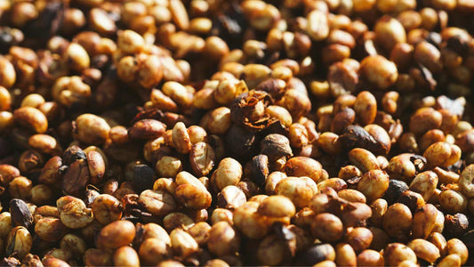 What Is Anaerobic Coffee? A Complete Guide